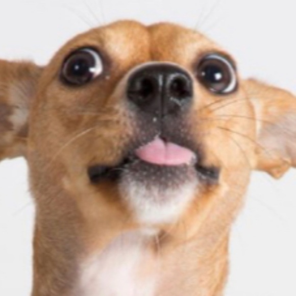 Dog tee!~ - Picture 1 of 1